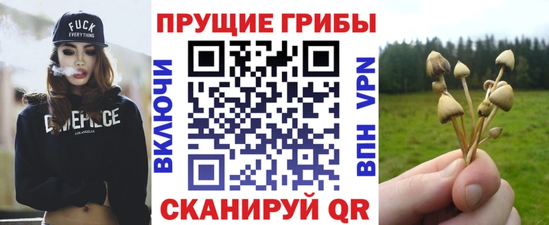 дарк нет клад  Нелидово  Псилоцибиновые грибы GOLDEN TEACHER 